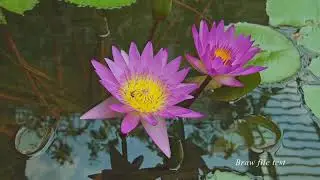 ดอกบัว Lotus : Braw file 5:1 test shoot . Blackmagic Pocket Cinema Camera 4k