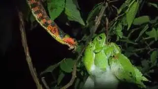 産卵中のモリアオガエルを捕食するヤマカガシ