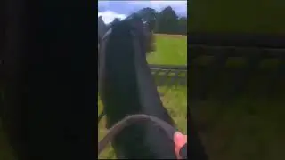 SamsonCam. Windsor fun ride 😍 #horse #equestrian