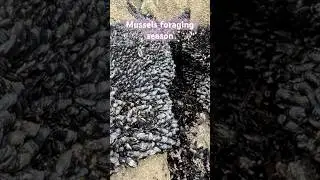 Foraging for yummy mussels in the Bay Area - last month before the season is OVER