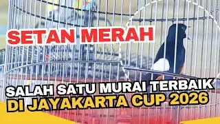 SALAH SATU MURAI TERBAIK DI JAYAKARTA CUP 2026 !! MB SETAN MERAH - Mr Cillo Alona BF
