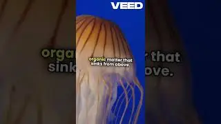 Sea Pigs: Ocean's Fascinating Oddities!