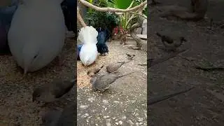 Beautiful birds short video #birds #birdifarm #shorts