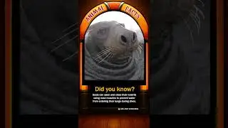 Seal Nose Trick 🦭 | Watch Closely!