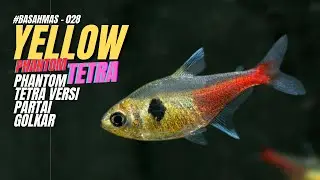 Yellow Phantom Tetra Itu Ada?! | #BASAHMAS Episode 28 &ndash; Bahas Ikan Langka Buat Aquascape