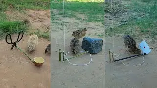 Best Unique Creative Effective Quail Trap Techniques - DIY Easy Bird Trap