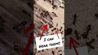 My ants are making noises!! Camponotus floridanus