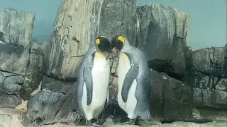 Central Park Zoo in NYC (Penguins in Love, Sea Lions, Exotic Birds, & More)