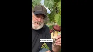 Host Defense - We know mushrooms