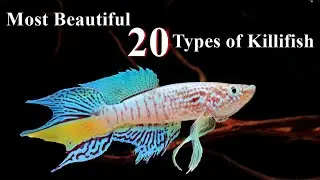 Types of killifish 2022