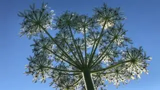 common hogweed - flowers & stem - June 2021