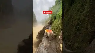 Monkey Escapes Deadly Landslide on a Mountain Path | Monkey Survival Short
