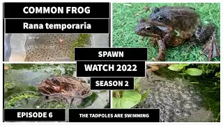 Frog spawn watch 2022 season 2 episode 6 The tadpoles are swimming The lifecycle of a frog