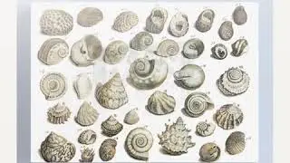 Sea Shells antique print gentleman&rsquo;s magazine 1755