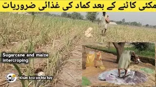 Maize and sugarcane profitable intercroping | kisan kya sochta | مکئی کاٹنے کے بعد کماد کی حالت