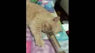 Putting a Karaoke Microphone Next to a Snoring Cat