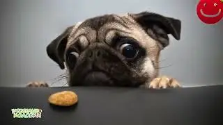 Right Moment Pics - Photo fun girl 2016 - Funny videos - Funny pics compilation #youtube #youtube