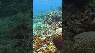 Beautiful Coral- Reefs #facts #reeflife #coniferoustree