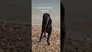 #relaxing #собака #алабайвидео #funny #алабама #love #животноеасмр #memes #labrador #top #топ