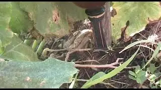 My new method of drip irrigation