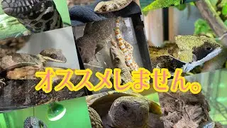【だらっと爬虫類解説】この爬虫類、オススメしません。