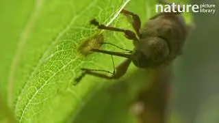 Acorn weevil feeding on a plant