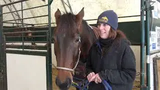 2021 O'Brien Awards - Horse of the Year - Desperate Man
