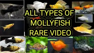 ALL TYPES OF MOLLY /RARE MOLLYS / 😍