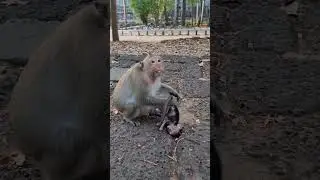 Wonderful mom monkey and cute baby life #shorts