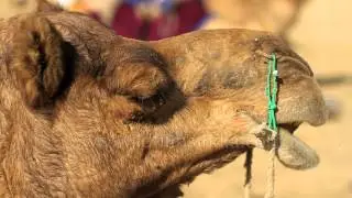 Riding a camel at Thar Desert, Jaisalmer