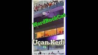 HardRockCat, Miami Cat,Falling Cat in Miami Game Cat in Football Stadium, U&ccedil;an kedi