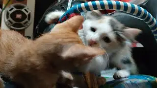 🎉Bable, Picko and Picka Very Cute Moment 😻 I Love Street Cat 🫟