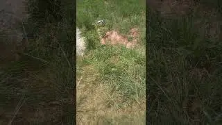 D.J.S. aka Red killed my mailbox July 2023