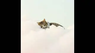 【ねこ専用セラピー音楽】2月3日にゃん｜Therapeutic music for cats