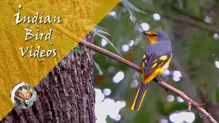 The Orange Minivet - Female (Pericrocotus flammeus) - Indian Bird Videos