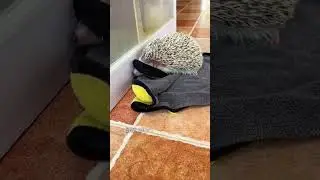 The Hedgehog's Rebirth and Reunion#shorts #animals #hedgehog #cute #friendship