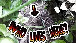 A mysterious hole (nature footage)