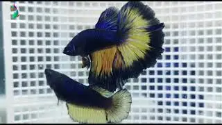 MUSTARD GAS I ULTIMATE LEVEL I NEW MEMBER I THE BETTA HOBBYIST