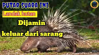 suara landak memanggil temannya/bunyi landak/suara pikat ampuh landak hutan #Hystrixjavanica