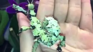 Handling a lichen bug (Extatosoma tiaratum).