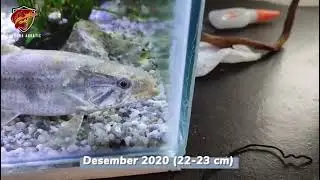 My Wolf Fish feeding compilation