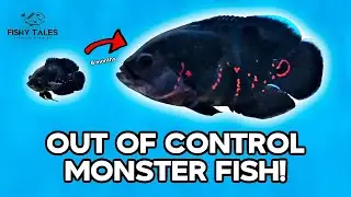 Oscar fish won't stop growing!! Growing cichlids