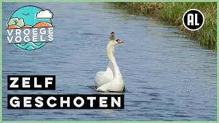 Parende knobbelzwanen | Zelf Geschoten | Vroege Vogels
