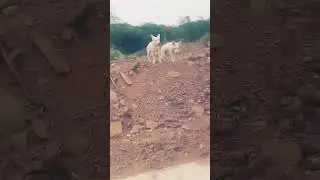 DOGS ON STRAYS #youtubeshorts #whitedogs