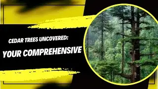 Cedar Trees Uncovered Your Comprehensive Planting Guide