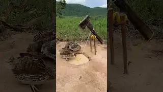 Underground Bird Trap - Quail Trap # creative bird trap #shorts