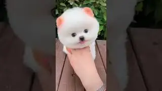 so cte dog  keep support to my channel please,, subscribe