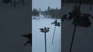 #birds #birdfeeder #birdwatching #shorts