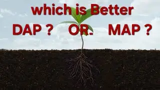 MAP is Better than DAP ۔ Potato Crop Plot #Agriculture  #Punjab  #Pakistan #PotatoCrop