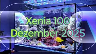 Aqua Medic Xenia 100 Update Dezember 2025 Meerwasseraquarium 